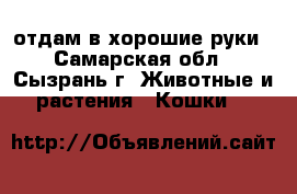 отдам в хорошие руки - Самарская обл., Сызрань г. Животные и растения » Кошки   
